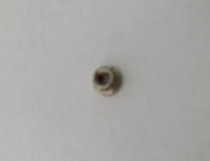 JM50 rear nut